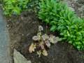 A tour through our garden.<br />May 19, 2012 - Merrimac, Massachusetts.