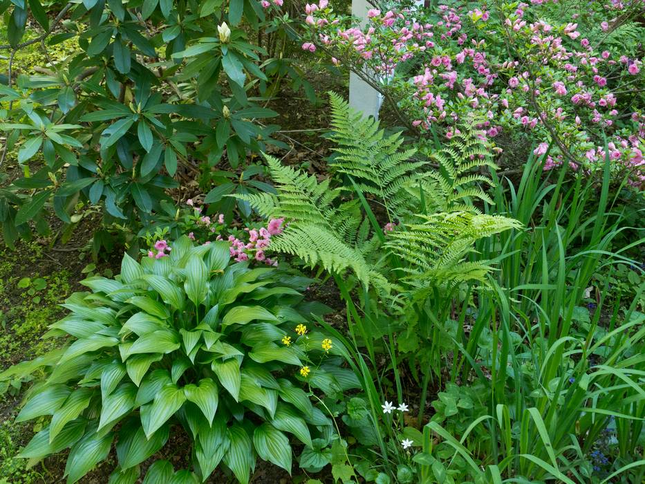 A tour through our garden.<br />May 19, 2012 - Merrimac, Massachusetts.