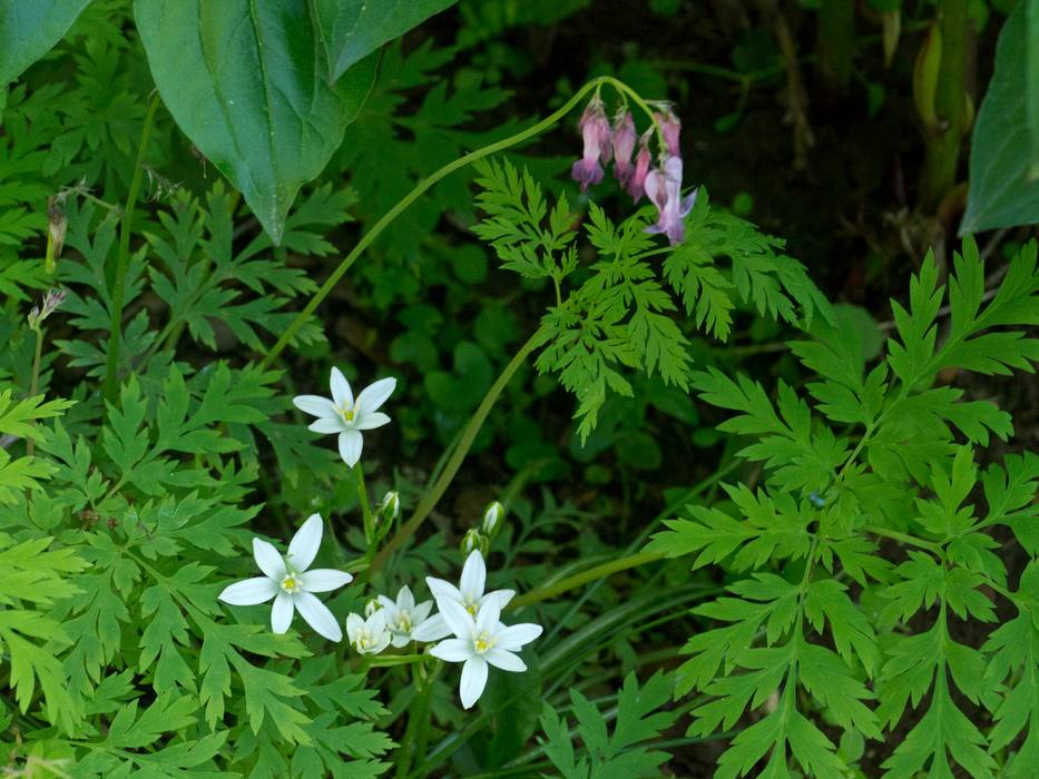 A tour through our garden.<br />May 19, 2012 - Merrimac, Massachusetts.