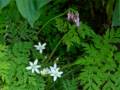 A tour through our garden.<br />May 19, 2012 - Merrimac, Massachusetts.