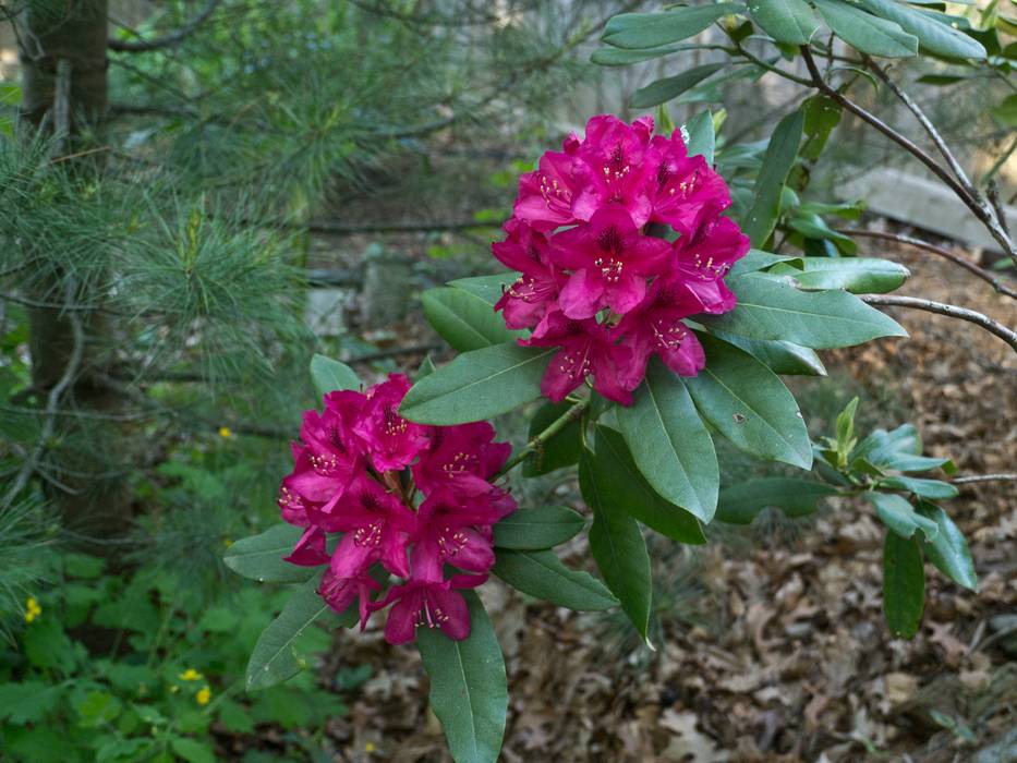 A tour through our garden.<br />May 19, 2012 - Merrimac, Massachusetts.