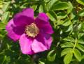 Views along Marginal Way.<br />May 20, 2012 - Ogunquit, Maine.