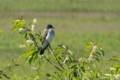 Eastern kingfbird.<br />May 24, 2012 - Parker River National Wildlife Refuge, Plum Island, Massachusetts.