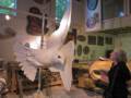 Joyce admiring a peregrine falcon in Jeff's studio.<br />May 27, 2012 - At Jeff and Lindley's in Newburyport, Massachusetts.