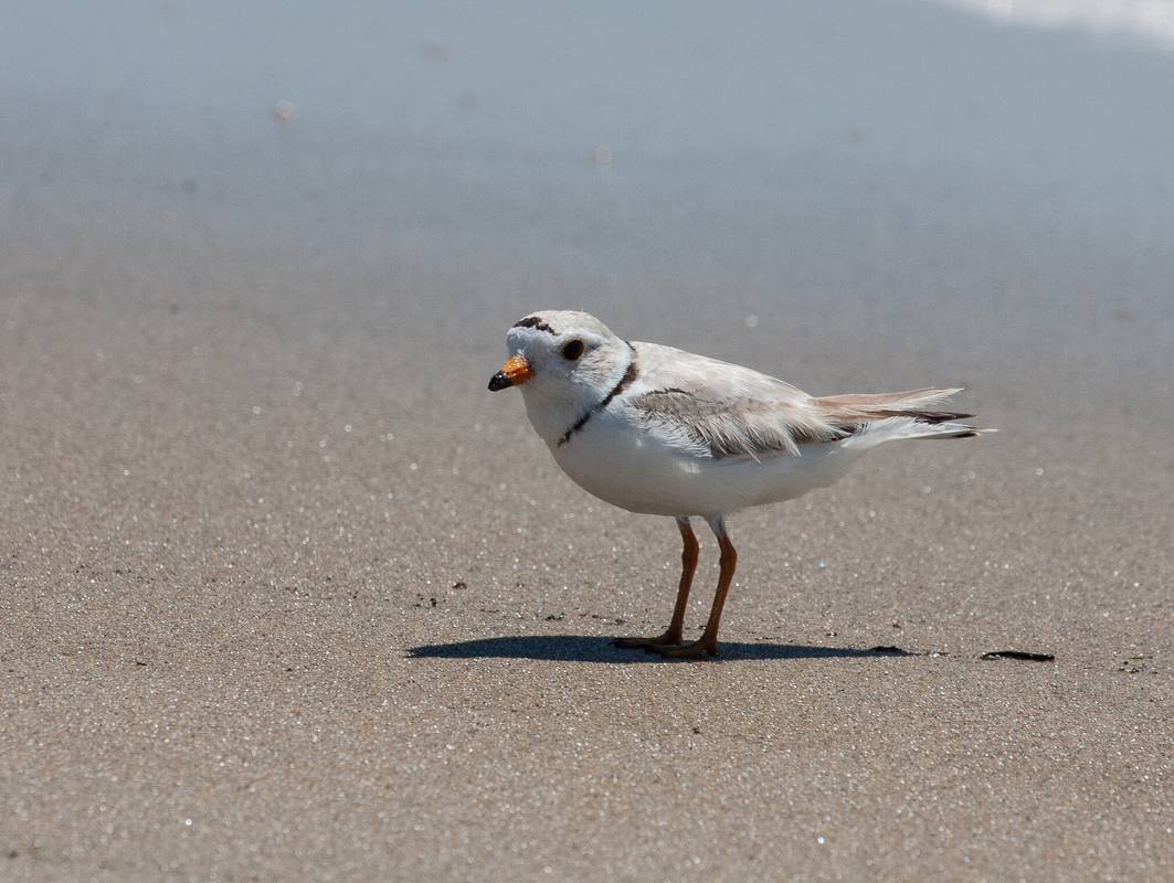 A plover.<br />June 14, 2012 - Sandy Point State Reservation, Plum Island, Massachusetts.