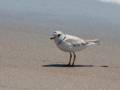A plover.<br />June 14, 2012 - Sandy Point State Reservation, Plum Island, Massachusetts.