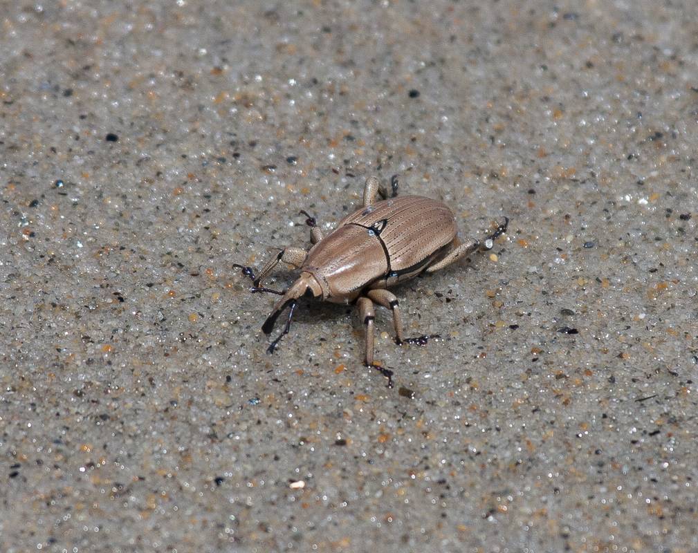 A bug on the sand.<br />June 14, 2012 - Sandy Point State Reservation, Plum Island, Massachusetts.