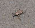 A bug on the sand.<br />June 14, 2012 - Sandy Point State Reservation, Plum Island, Massachusetts.