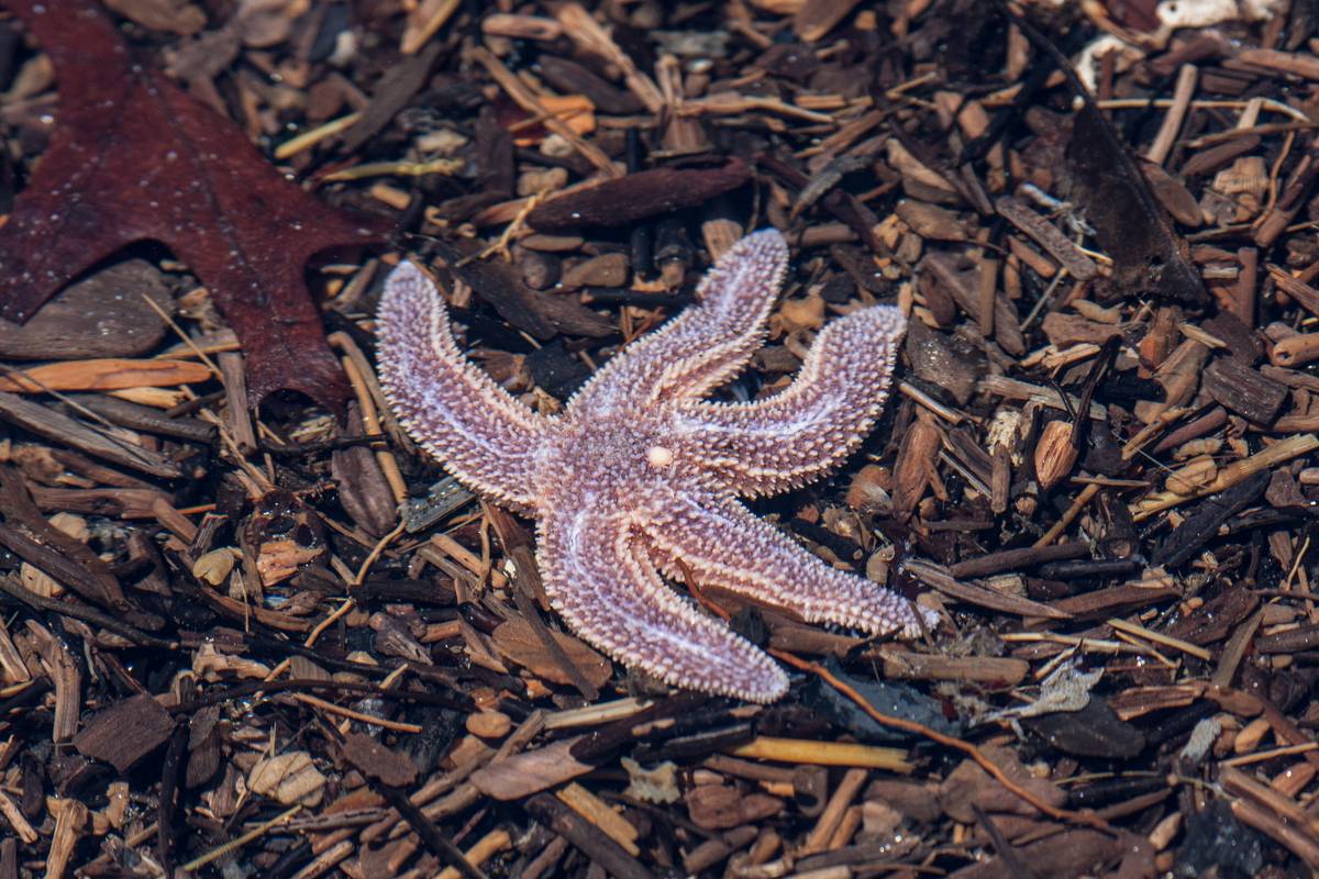 A starfish in a pool on the beach.<br />June 14, 2012 - Sandy Point State Reservation, Plum Island, Massachusetts.