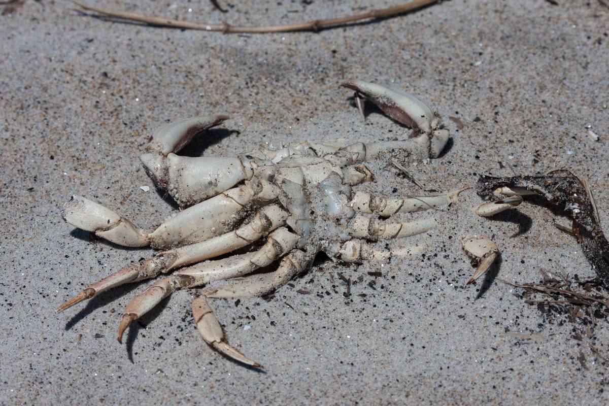A dead crab on the beach.<br />June 14, 2012 - Sandy Point State Reservation, Plum Island, Massachusetts.
