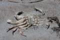 A dead crab on the beach.<br />June 14, 2012 - Sandy Point State Reservation, Plum Island, Massachusetts.