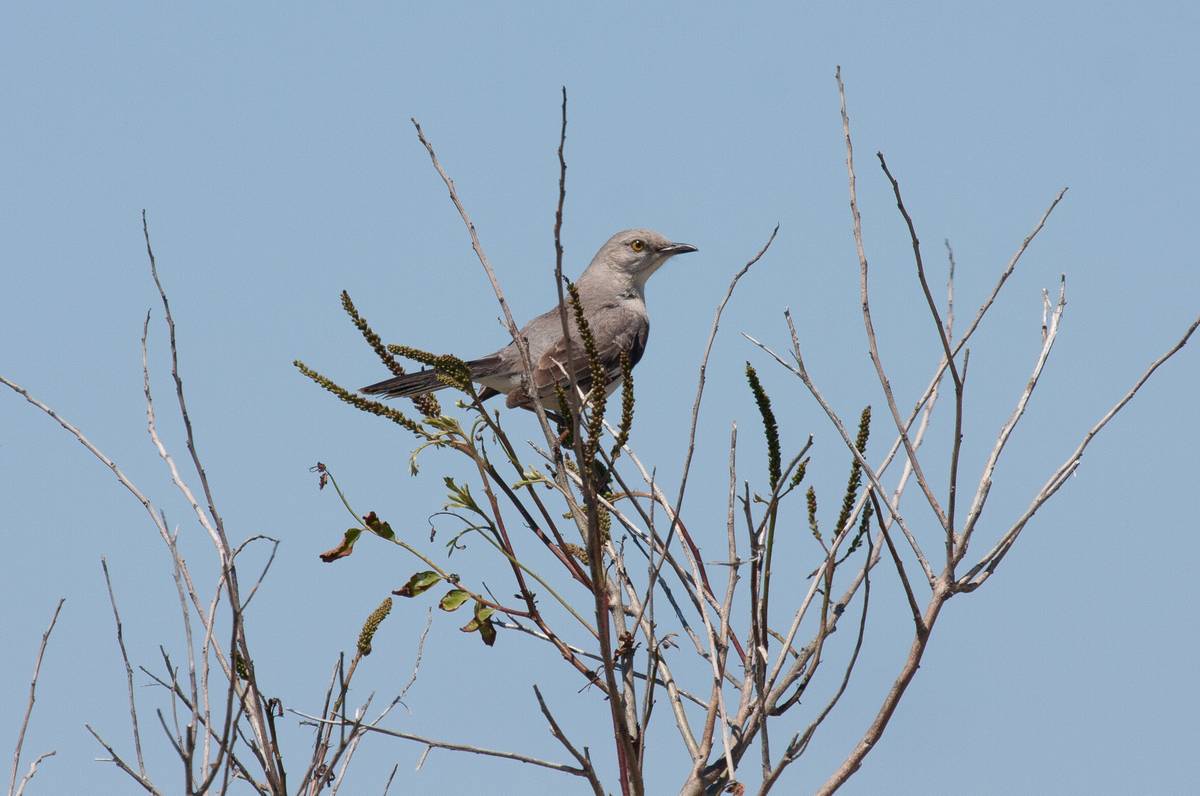 A mokingbird?<br />June 14, 2012 - Sandy Point State Reservation, Plum Island, Massachusetts.