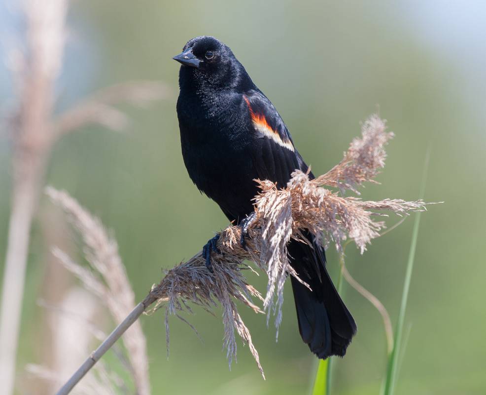 A red-winged  blackbird perched on a reed.<br />Along the Swamp Loop at Hellcat Swamp.<br />June 14, 2012 - Parker River National Wildlife Refuge, Plum Island, Massachusetts.