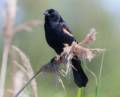A red-winged  blackbird perched on a reed.<br />Along the Swamp Loop at Hellcat Swamp.<br />June 14, 2012 - Parker River National Wildlife Refuge, Plum Island, Massachusetts.