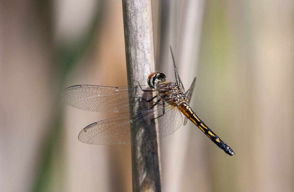 A dragonfly perched on a reed.<br />Along the Swamp Loop at Hellcat Swamp.<br />June 14, 2012 - Parker River National Wildlife Refuge, Plum Island, Massachusetts.