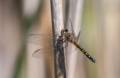 A dragonfly perched on a reed.<br />Along the Swamp Loop at Hellcat Swamp.<br />June 14, 2012 - Parker River National Wildlife Refuge, Plum Island, Massachusetts.