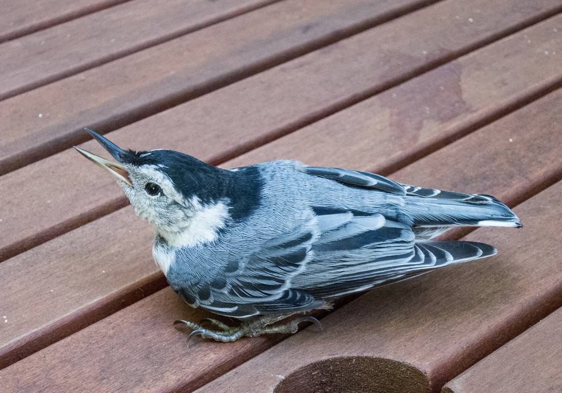 A nuthatch recovering from a crash into a window.<br />June 15, 2012 - Merrimac, Massachusetts.