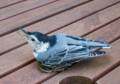 A nuthatch recovering from a crash into a window.<br />June 15, 2012 - Merrimac, Massachusetts.