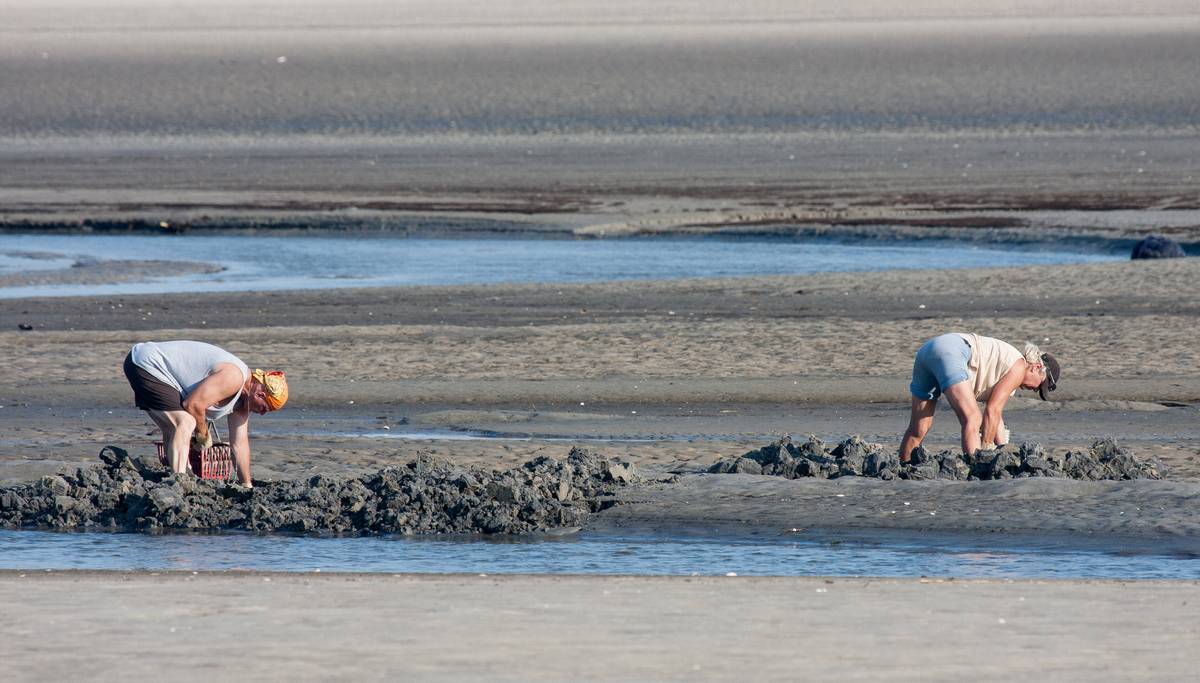 Digging for clams.<br />June 21, 2012 - Sandy Point State Reservation, Plum Island, Massachusetts.