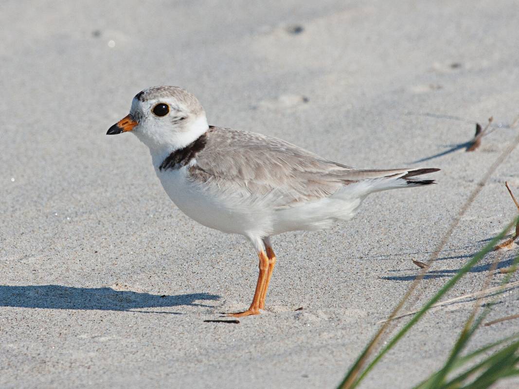 Plover.<br />June 21, 2012 - Sandy Point State Reservation, Plum Island, Massachusetts.