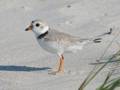 Plover.<br />June 21, 2012 - Sandy Point State Reservation, Plum Island, Massachusetts.