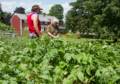 Farmer Paul and Joyce.<br />June 21, 2012 - At Paul and Norma's in Tewksbury, Massachusetts.