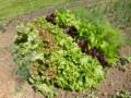 A tiny fraction of the produce in Paul's garden.<br />June 21, 2012 - At Paul and Norma's in Tewksbury, Massachusetts.