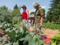 Farmer Paul and Joyce.<br />June 21, 2012 - At Paul and Norma's in Tewksbury, Massachusetts.