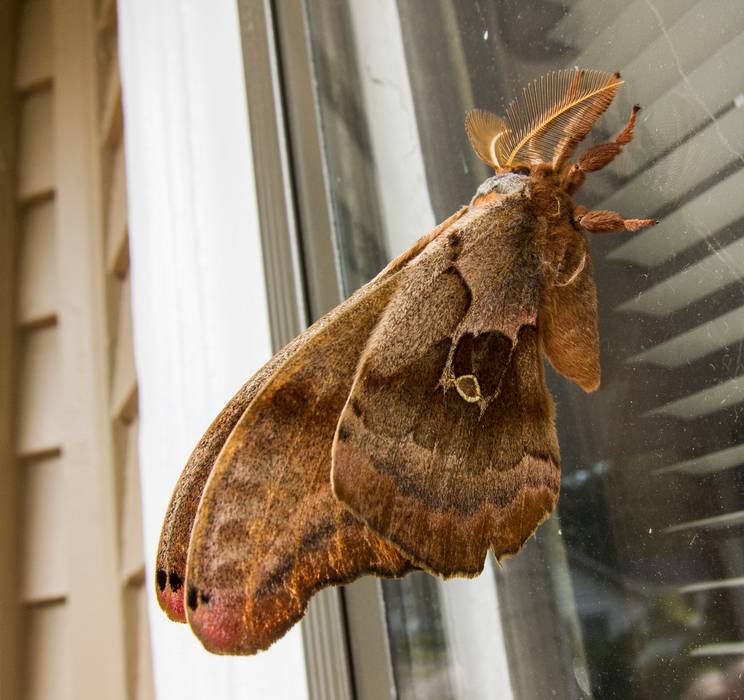 July 18, 2012 - Merrimac, Massachusetts.<br />Polyphemus moth (5 inches across) on our living room screen.