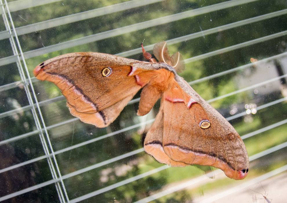 July 18, 2012 - Merrimac, Massachusetts.<br />Polyphemus moth (5 inches across) on our living room screen.