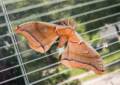 July 18, 2012 - Merrimac, Massachusetts.<br />Polyphemus moth (5 inches across) on our living room screen.