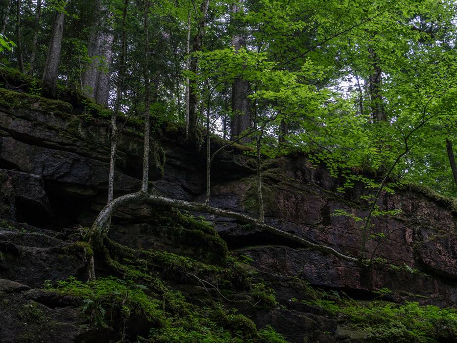 An unusual birch near the Gorge rim.<br />July 26, 2012 - At The Flume in Franconia Notch, New Hampshire.