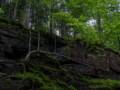 An unusual birch near the Gorge rim.<br />July 26, 2012 - At The Flume in Franconia Notch, New Hampshire.