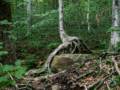 A birch about to walk away.<br />July 26, 2012 - At The Flume in Franconia Notch, New Hampshire.