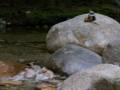 Along Sabbaday Brook.<br />A short hike from the Kancamagus Highway.<br />July 26, 2012 - White Mountains, New Hampshire.