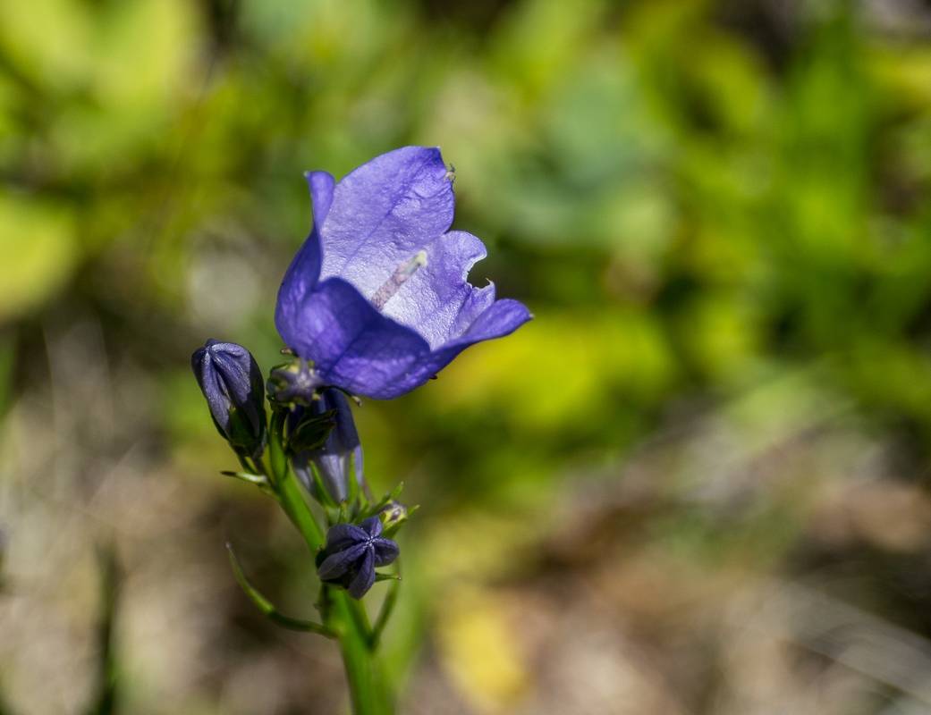 Harebell.<br />Off parking lot at 47 42 31 N, 59 18 28 W.<br />July 6, 2012 - Off Trans Canada Highway 1, Newfoundland, Canada.