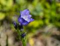 Harebell.<br />Off parking lot at 47 42 31 N, 59 18 28 W.<br />July 6, 2012 - Off Trans Canada Highway 1, Newfoundland, Canada.