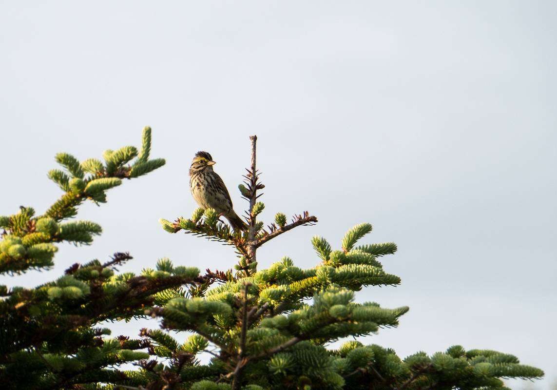 July 6, 2012 - Cape St. George, Newfoundland, Canada.
