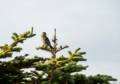 July 6, 2012 - Cape St. George, Newfoundland, Canada.