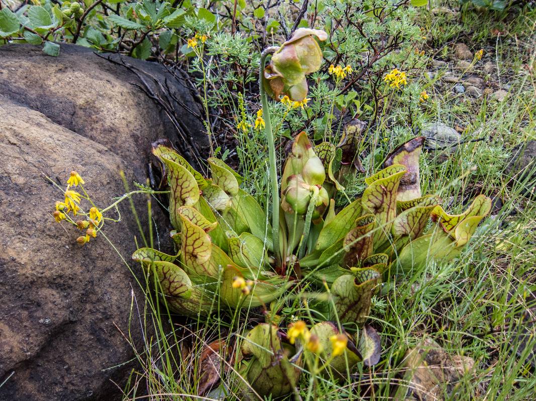 Insect eating jug plant.<br />Tablelands hike.<br />July 7, 2012 - Gros Morne National Park, Newfoundland, Canada.