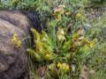 Insect eating jug plant.<br />Tablelands hike.<br />July 7, 2012 - Gros Morne National Park, Newfoundland, Canada.
