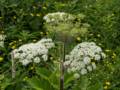 Cow parsnip.<br />July 8, 2012 -The Arches Provincial Park, Portland Creek, Newfoundland, Canada