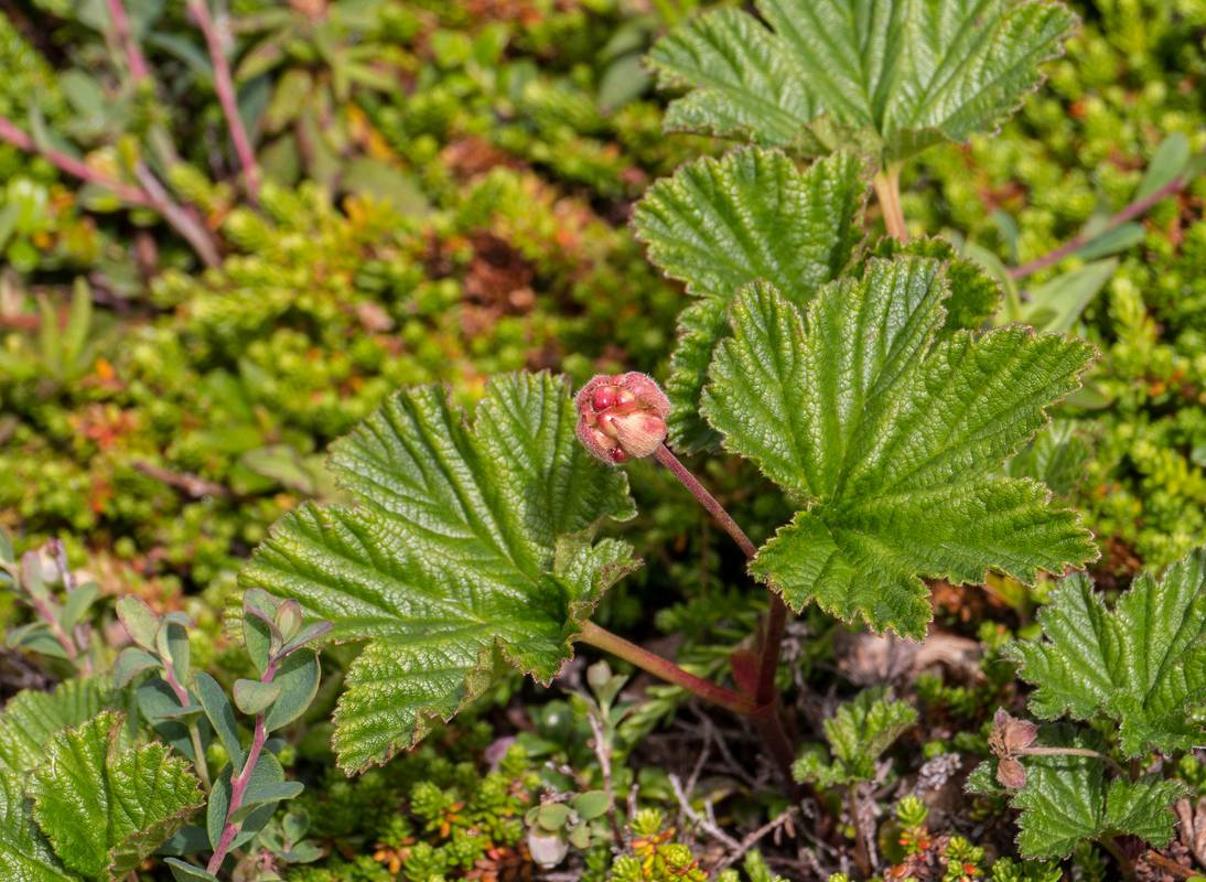 Bakeapple or cloudberry.<br />July 9, 2012 - L'Anse aux Meadows National Historic Site, Newfoundland, Canada.