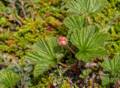 Bakeapple or cloudberry.<br />July 9, 2012 - L'Anse aux Meadows National Historic Site, Newfoundland, Canada.