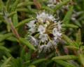 Labrador tea.<br />July 9, 2012 - L'Anse aux Meadows National Historic Site, Newfoundland, Canada.