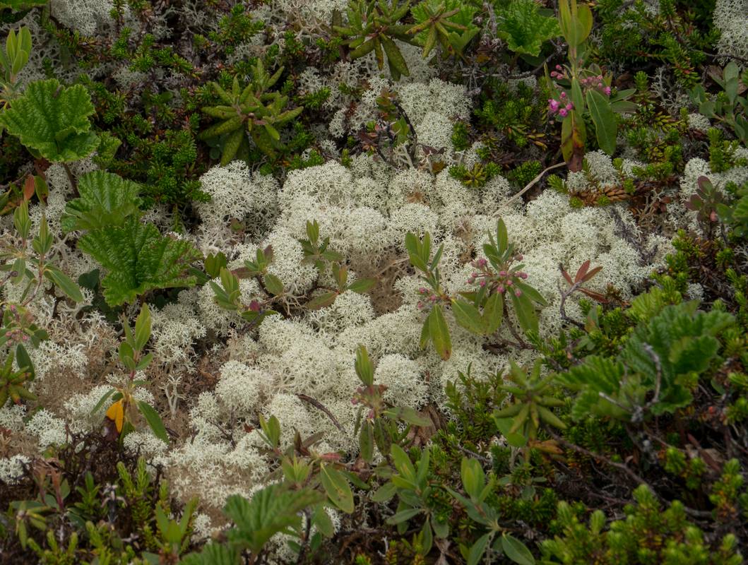 Caribou moss.<br />July 9, 2012 - L'Anse aux Meadows National Historic Site, Newfoundland, Canada.