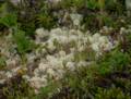 Caribou moss.<br />July 9, 2012 - L'Anse aux Meadows National Historic Site, Newfoundland, Canada.