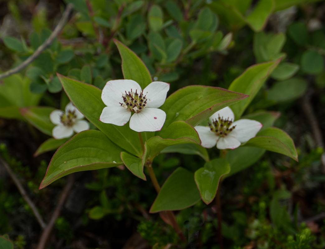 Crackerberry or bunchberry dogwood.<br />July 9, 2012 - L'Anse aux Meadows National Historic Site, Newfoundland, Canada.