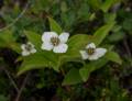 Crackerberry or bunchberry dogwood.<br />July 9, 2012 - L'Anse aux Meadows National Historic Site, Newfoundland, Canada.