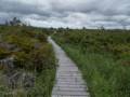On 2 km loop walk on a bog or marsh.<br />July 9, 2012 - L'Anse aux Meadows National Historic Site, Newfoundland, Canada.